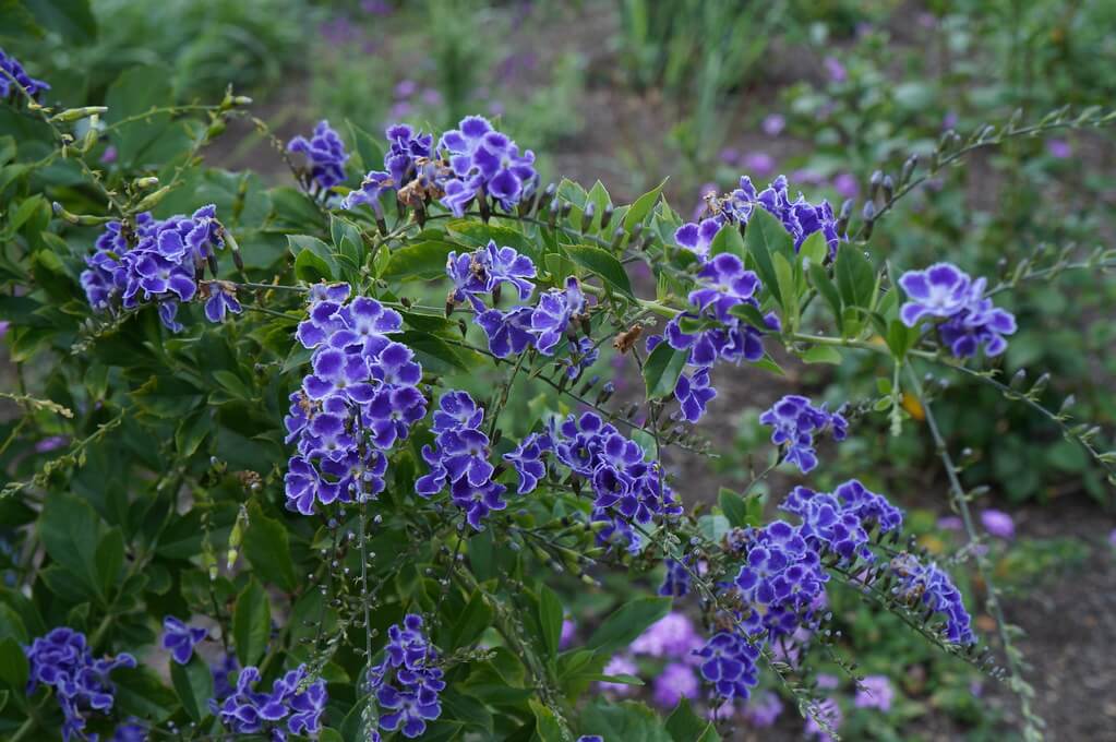 Duranta erecta 'Sapphire Shower'